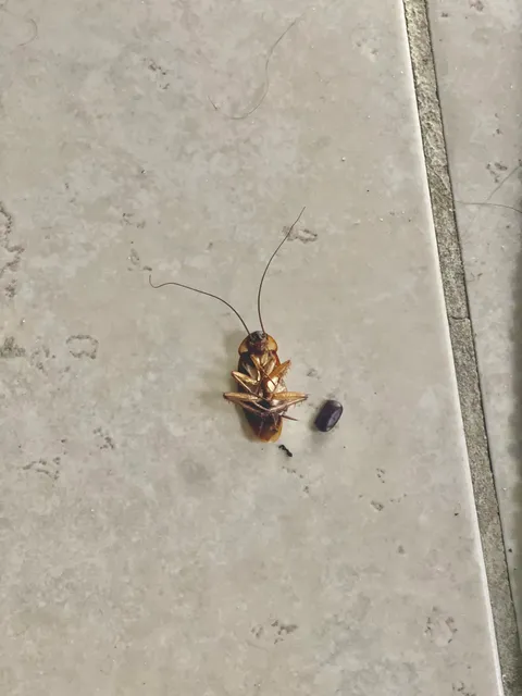 MC Pest Control Service Inc