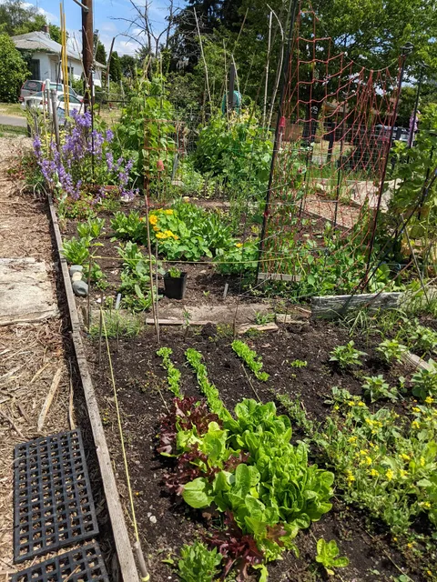 Rainier Vista Sunrise Garden P-Patch