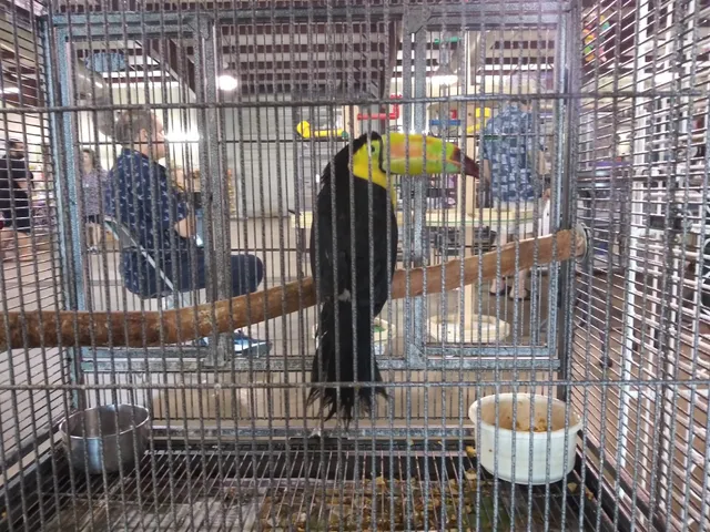 Exotic Bird Events Inc