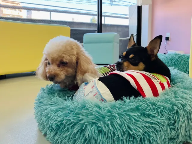 ANELLA CAFE【保護犬猫ふれあいカフェ】淵野辺店