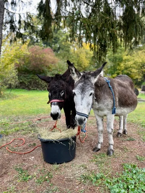 Ferienwohnung „Alte Oberförsterei“