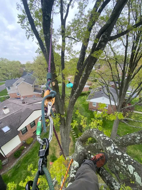 Beyond The Leaf Tree and Shrub Experts LLC