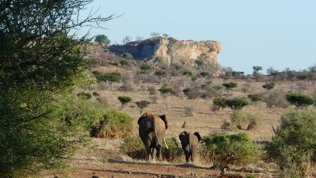 African Conservation Experience