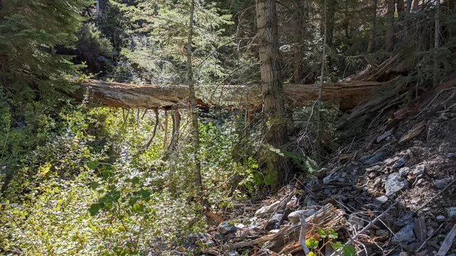 Enchanted Forest Trailhead