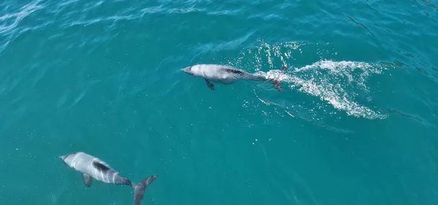 Coast up Close Wildlife Tours