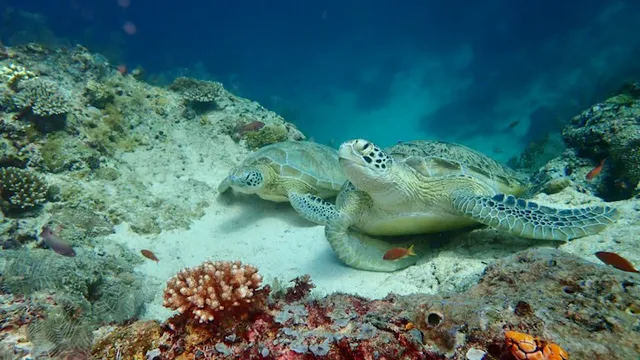 潛水道場 Diving Dojo