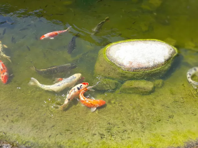 Friendship Garden and Japanese Tea House