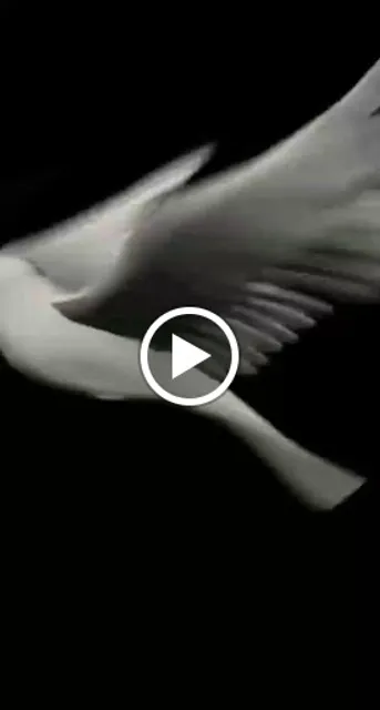 Pizzeria Trattoria Da Pippo