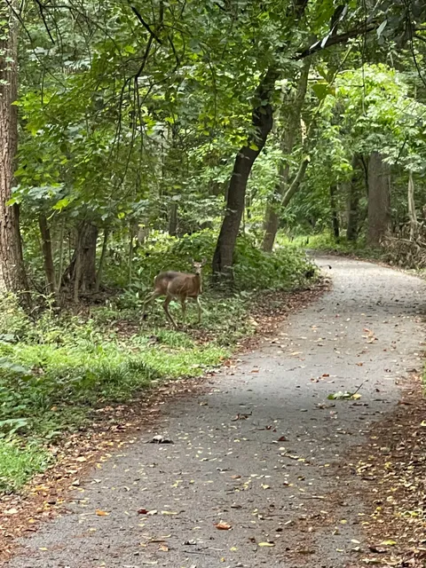 Herring Run Trailhead to Stream Footpath