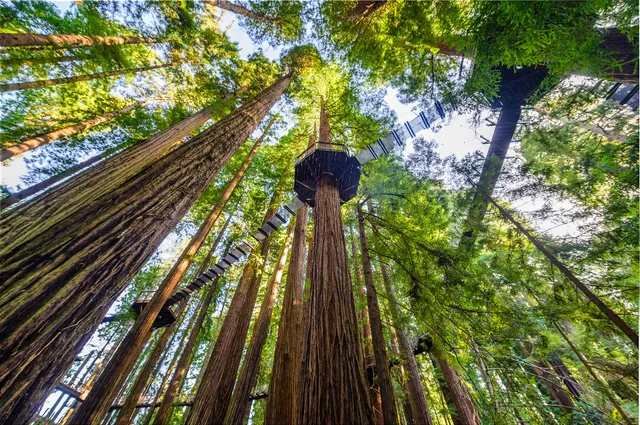 Redwood Sky Walk at Sequoia Park Zoo