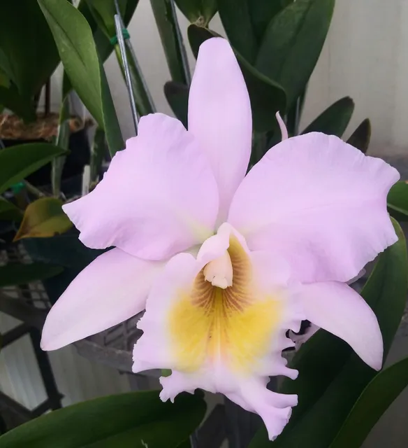 Odom's Orchids Inc