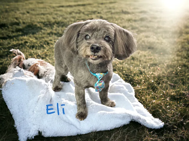 Pet Paradise Mobile Grooming