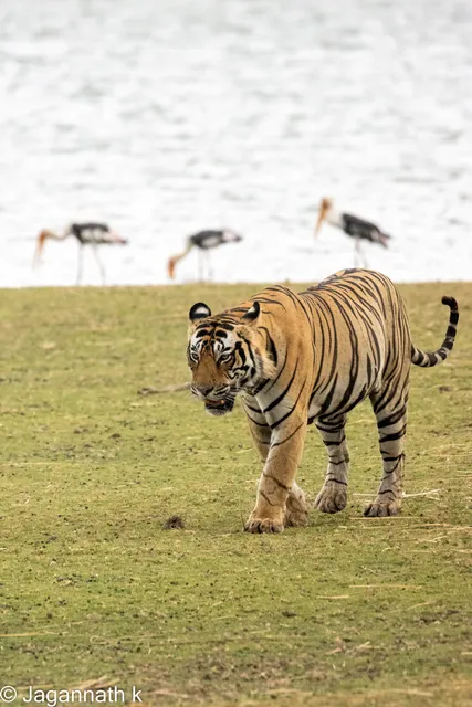 The Ranthambore Tiger