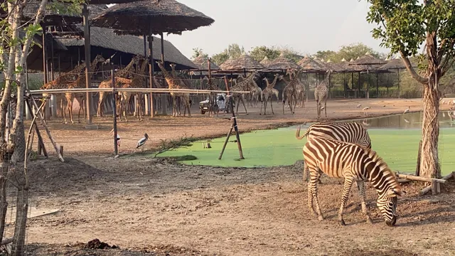 Giraffe Feeding Station