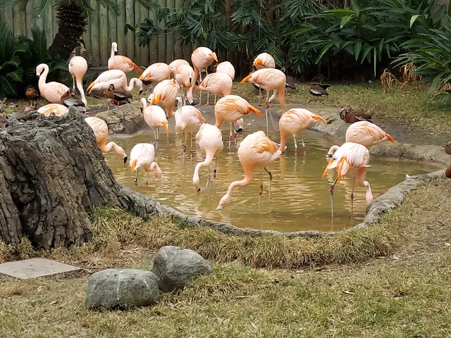 Flamingo Pond