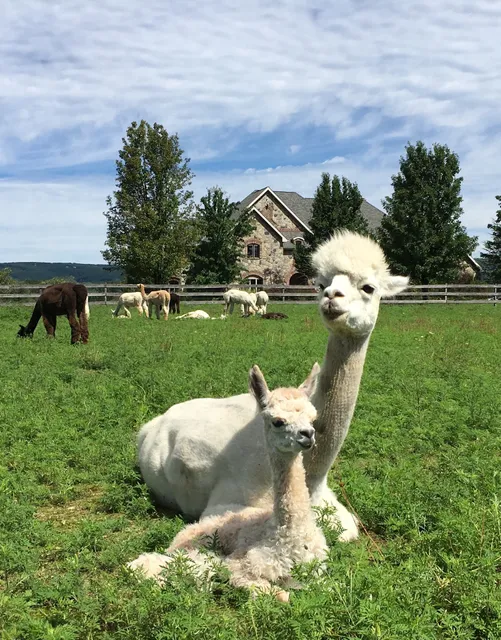 Pohopoco Creek Alpacas - Open By Appointment