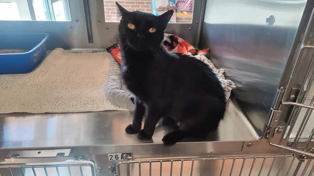 Flower Mound Animal Services