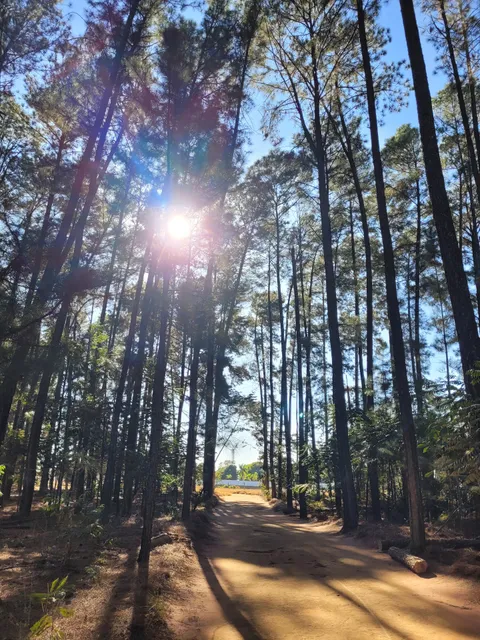 Horto Florestal de Casa Branca