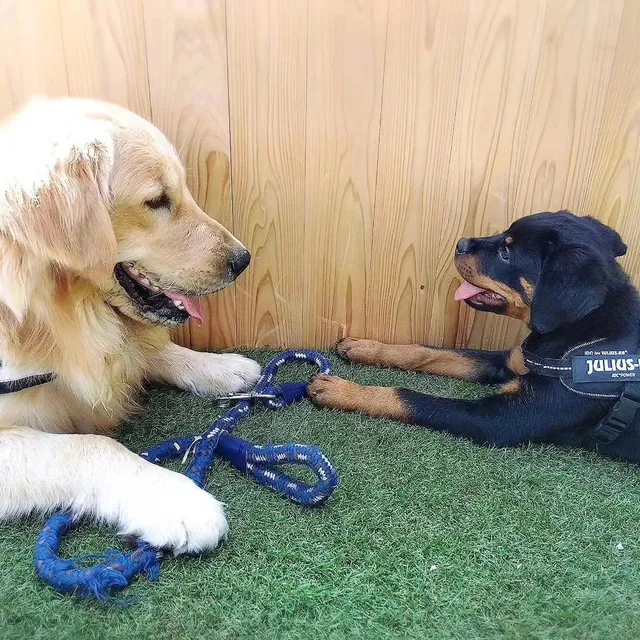 Animal Resort HARERUYA