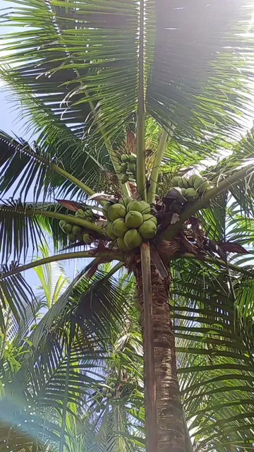 Nhà của TH - Yenyenfarm