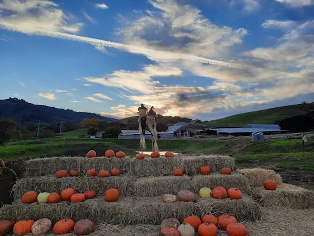 Grossi Family Farm Pumpkin Patch
