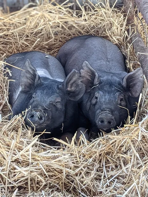 Harmony Cattle Farms LLC.