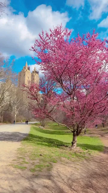 Bridle Path - Cherry Blossoms