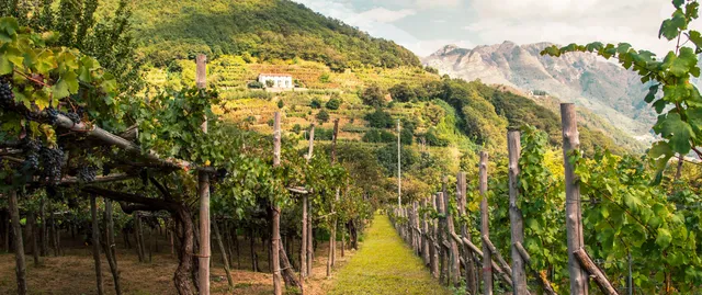 Società Agricola Cantine Giuseppe Apicella Srl