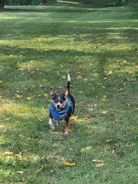 Best Friends Dog Park