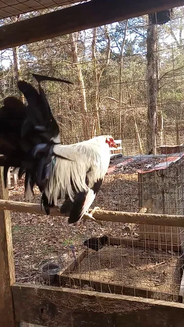 Chapel Hill Community Center