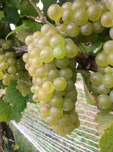 Tarsitano Winery & Vineyards