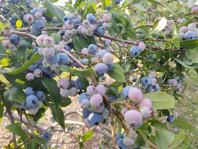 Blueberry Hill-Ingalls