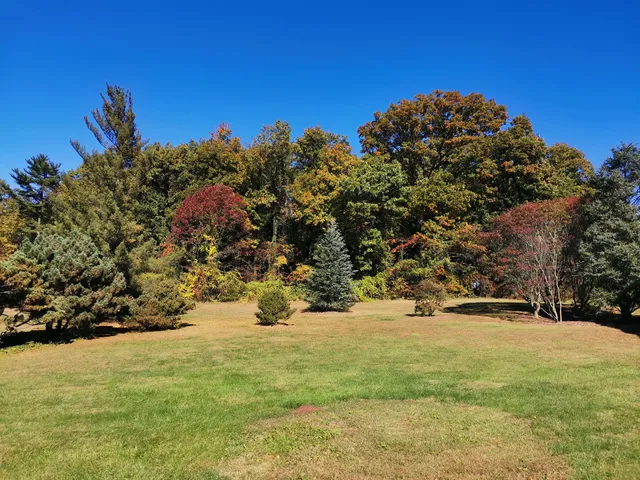 Gotelli Conifer Collection