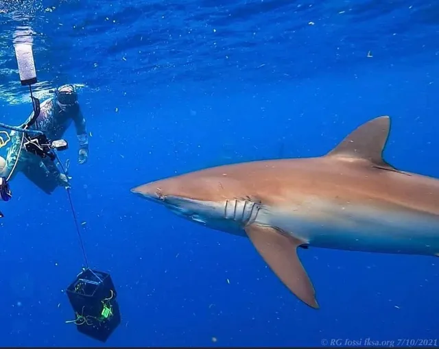 Shark Diving South Florida