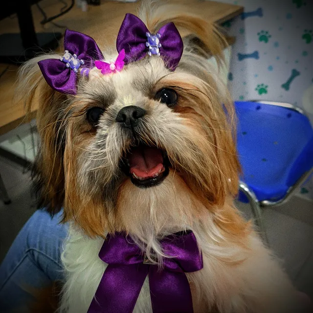 Clínica Veterinária EMBUVETS