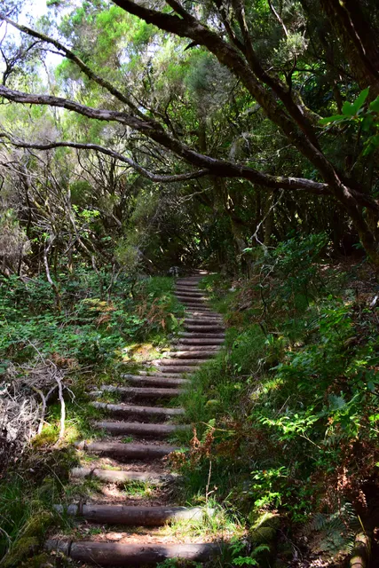 PR14 Levada dos Cedros