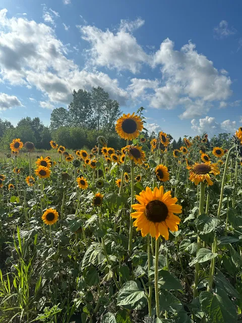 Frontier's Farm Market
