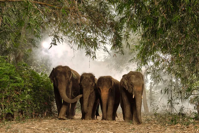 Bangkok Elephant Park