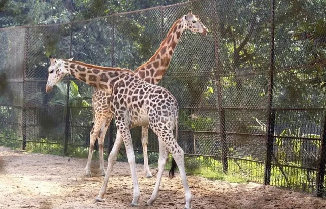 Zoological Garden Alipore