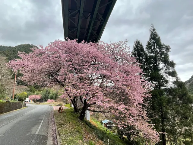 上条の桜