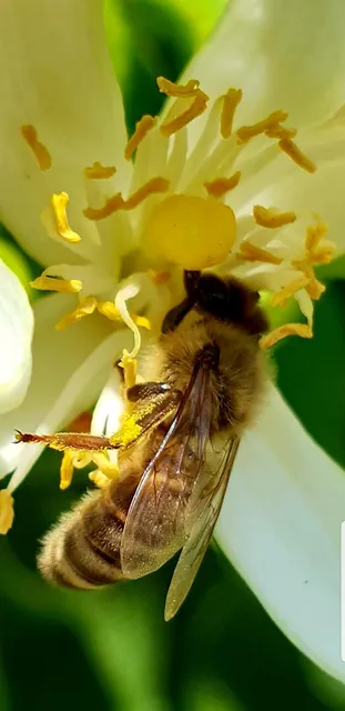 azienda agricola paparoni
