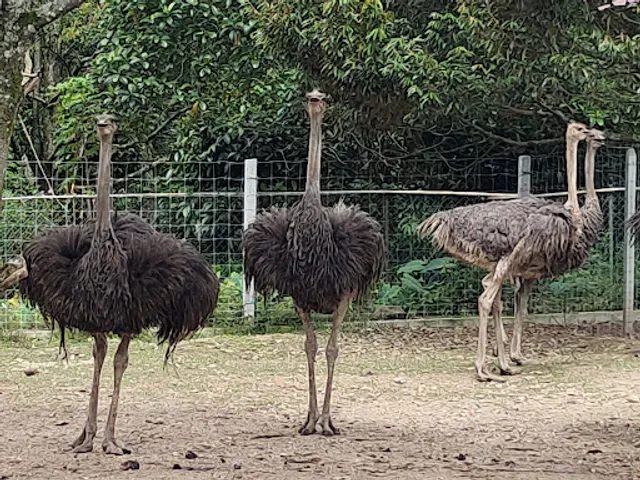 Animal Village @ Felda Resident Hot Springs Sg Klah, Sungkai, Perak