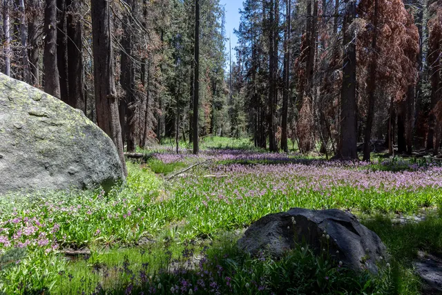 Bridalveil Creek Trailhead