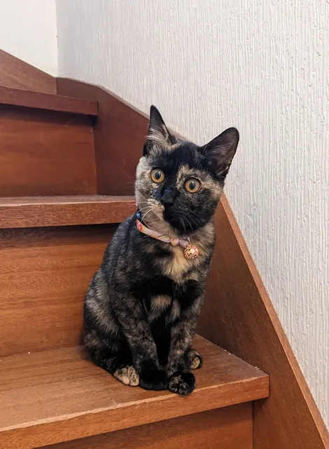 兵庫県動物愛護センター 三木支所