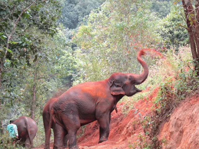 Blue Elephant Thailand Tours, Blue Tao Elephant Village (Office)