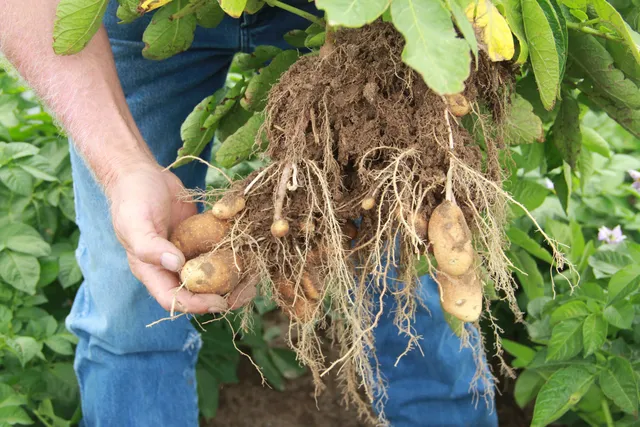 Frenchman Valley Produce