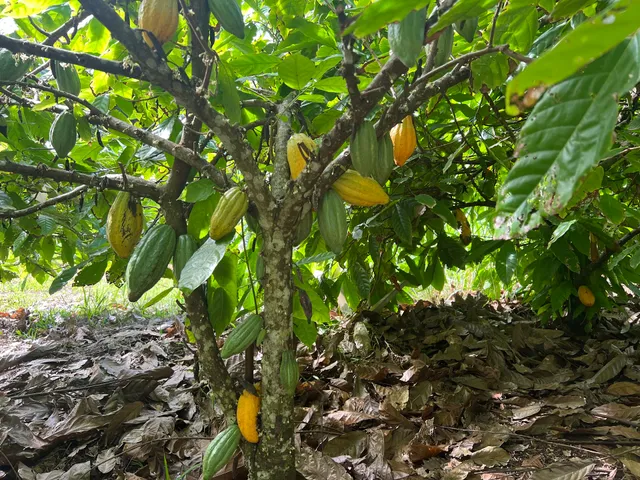 Cook Islands Chocolate Factory