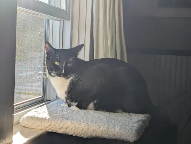 Forever Paws Animal Shelter