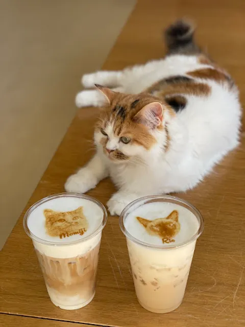 Cat Cafe MOFF CUTE CUBE Harajuku