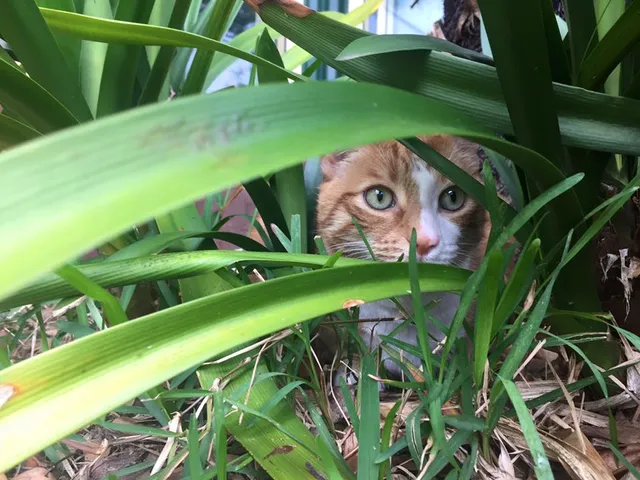 Calabash Kennels & Cattery